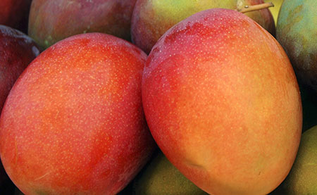 Mango Kent OK